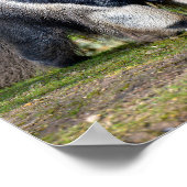 ジャイアントアンテーター歩くオングラスホリデーポストカード ポスター (角)