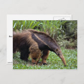 ジャイアントアンテーター（ミレコファガトリダクティラ） ポストカード (正面/裏面)