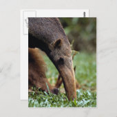 ジャイアントアンテーター(ミレコファガトリダクティラ) ポストカード (正面/裏面)