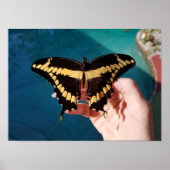 ジャイアントイエローアゲハチョウ蝶 ポスター (正面)