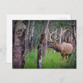 ジャイアントエルク写真 ポストカード (正面/裏面)