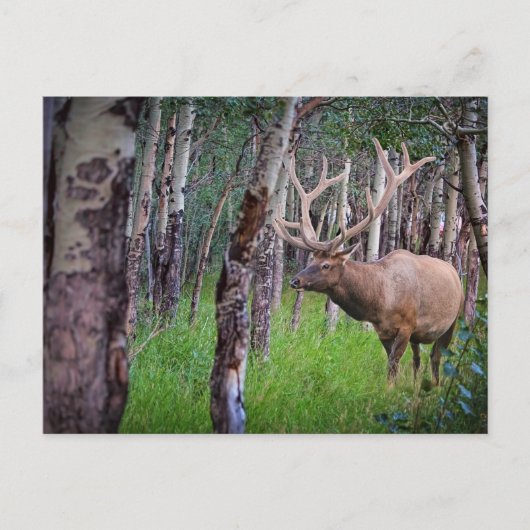 ジャイアントエルク写真 ポストカード (正面)