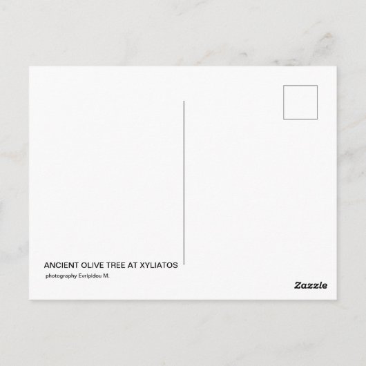 ジャイアントオリーブの木キプロスのはがき ポストカード (裏面)