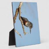 ジャイアントキングフィッシャー フォトプラーク (側面)