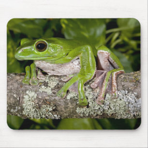 ジャイアントグライディングフロッグ Polypedates dennysi ssp, マウスパッド