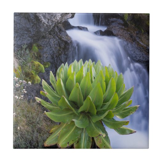 ジャイアントグランドセルまたはデンドロセネシオ2 タイル (正面)