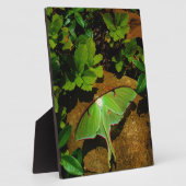 ジャイアントグリーンルナガ フォトプラーク (側面)