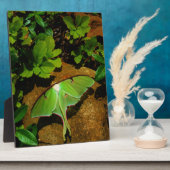 ジャイアントグリーンルナガ フォトプラーク (側面)