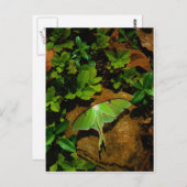 ジャイアントグリーンルナモス ポストカード (正面/裏面)