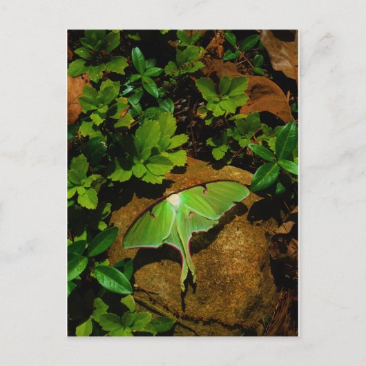 ジャイアントグリーンルナモス ポストカード (正面)