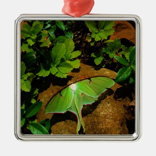 ジャイアントグリーンルナモス メタルオーナメント (正面)