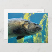 ジャイアントシーバス ポストカード (正面/裏面)