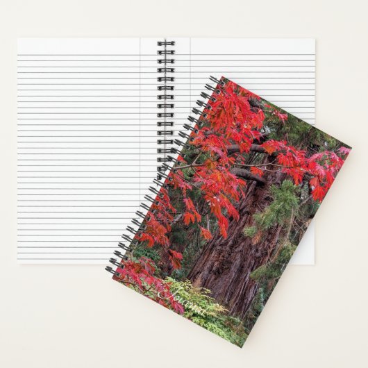ジャイアントセコイアとレッドメープル離れの ノートブック (内側)