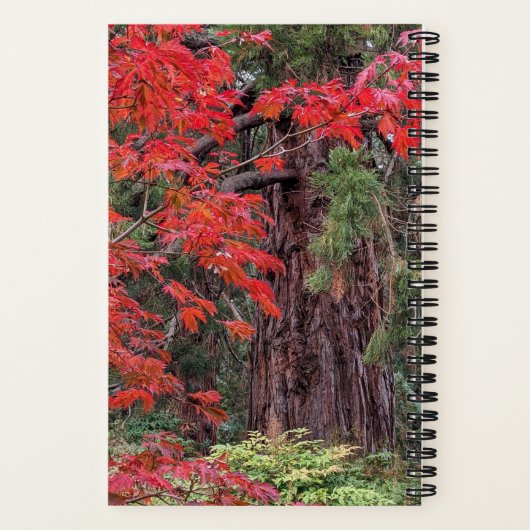 ジャイアントセコイアとレッドメープル離れの ノートブック (裏面)