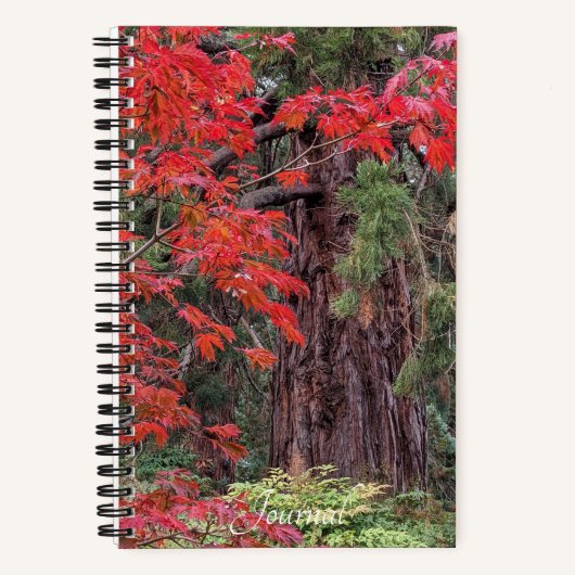 ジャイアントセコイアとレッドメープル離れの ノートブック (正面)