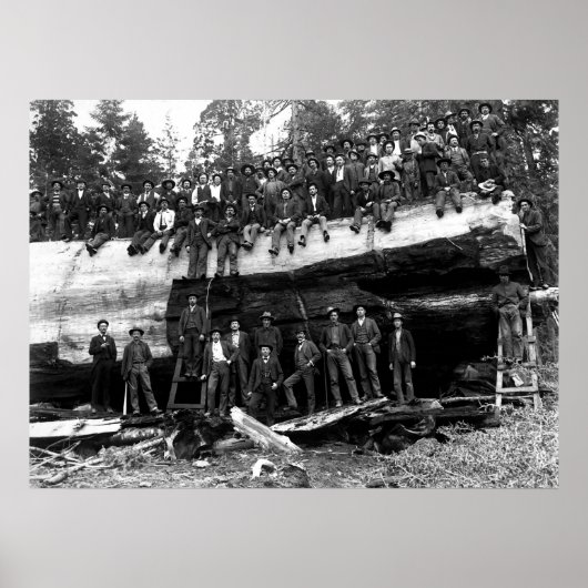 ジャイアントセコイアのログポートレートc.1890 ポスター (正面)