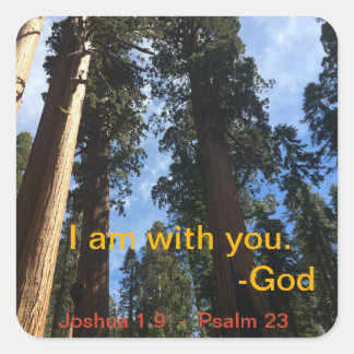 ジャイアントセコイアスカイビュー スクエアシール