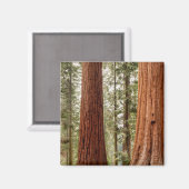ジャイアントセコイアパノラマ マグネット (正面/裏面)
