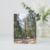 ジャイアントセコイアヨセミテ国立公園 ポストカード (スタンド正面)