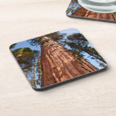 ジャイアントセコイア上昇 コースター (左側)