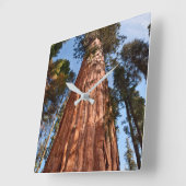 ジャイアントセコイア上昇 スクエア壁時計 (傾斜)