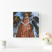 ジャイアントセコイア上昇 スクエア壁時計 (ホーム)