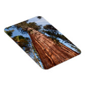 ジャイアントセコイア上昇 マグネット (右側)