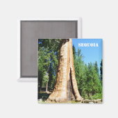 ジャイアントセコイア磁石！ マグネット (正面/裏面)
