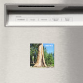 ジャイアントセコイア磁石！ マグネット (インサイチュ (食洗機))