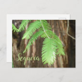 ジャイアントセコイア針、ジャイアントセコイア ポストカード (正面/裏面)