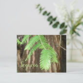 ジャイアントセコイア針、ジャイアントセコイア ポストカード (スタンド正面)