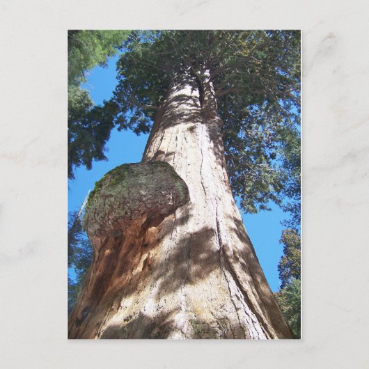 ジャイアントセコイア ポストカード (正面)