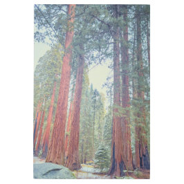 ジャイアントセコイア メタルプリント