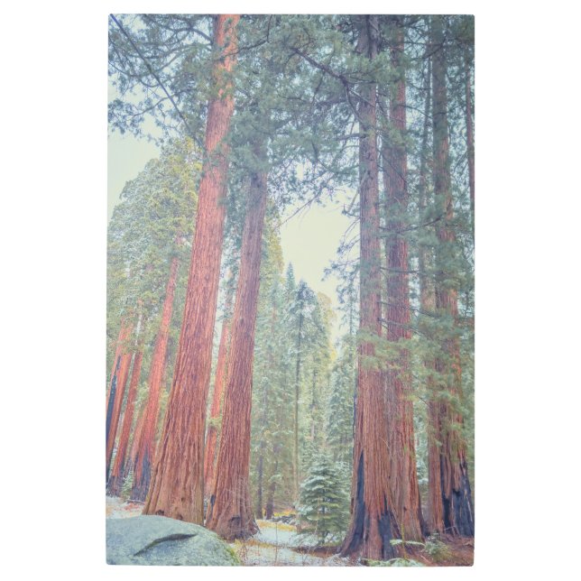 ジャイアントセコイア メタルプリント (正面)
