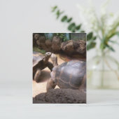 ジャイアントタートルキス ポストカード (スタンド正面)