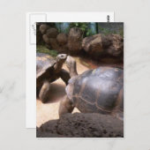 ジャイアントタートルキス ポストカード (正面/裏面)