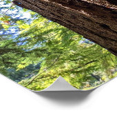 ジャイアントダグラスモアツリー写真 ポスター (角)