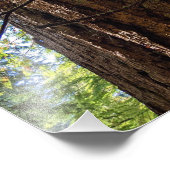 ジャイアントダグラスモミ フォトプリント            (角)