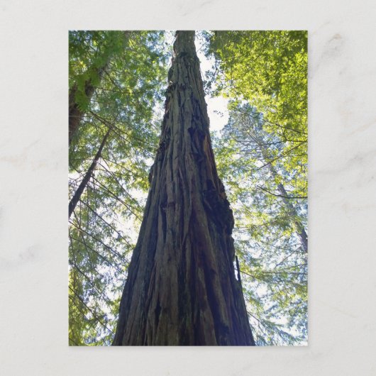 ジャイアントネブレンディングレッドウッドツリー ポストカード (正面)