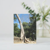 ジャイアントバンヤンツリー…カンボジア・タプローム寺院 ポストカード (スタンド正面)