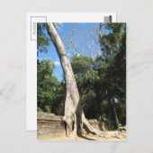 ジャイアントバンヤンツリー…カンボジア・タプローム寺院 ポストカード (正面/裏面)