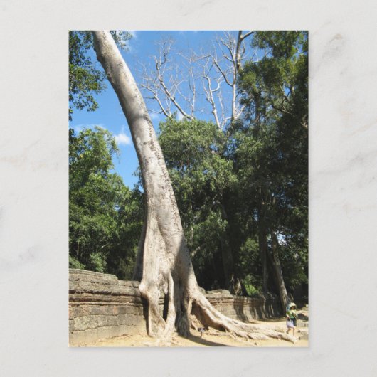 ジャイアントバンヤンツリー…カンボジア・タプローム寺院 ポストカード (正面)