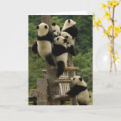 ジャイアントパンダのベビーのAiluropodaのmelanoleuca) カード (黄色い花)