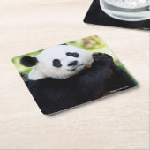 ジャイアントパンダのモデル スクエアペーパーコースター (アングル)