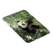 ジャイアントパンダの仔が臥龍の谷の木に登る。 マグネット (右側)