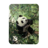 ジャイアントパンダの仔が臥龍の谷の木に登る。 マグネット (縦)