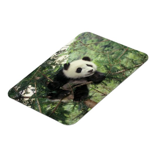 ジャイアントパンダの仔が臥龍の谷の木に登る。 マグネット (左側)