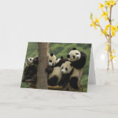ジャイアントパンダの赤ちゃん (Ailuropoda melanoleuca) 4 カード (黄色い花)