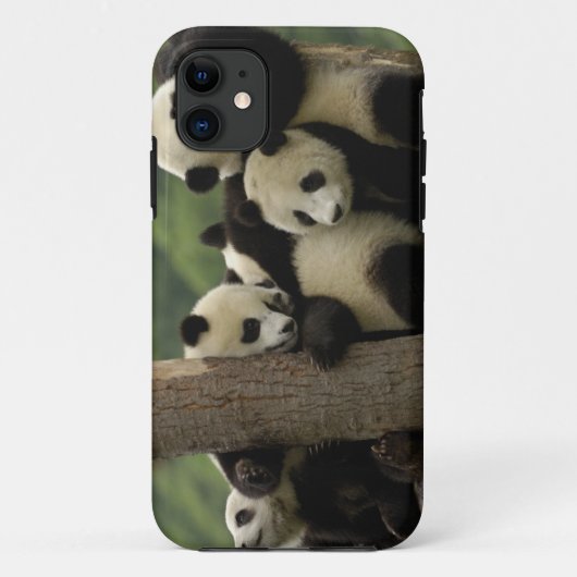 ジャイアントパンダの赤ちゃん (Ailuropoda melanoleuca) Case-Mate iPhoneケース (裏面)