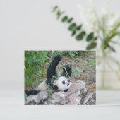 ジャイアントパンダの踏切の写真 ポストカード (スタンド正面)